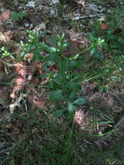 Sericocarpus asteroides