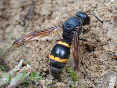 Orancistrocerus drewseni