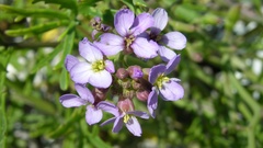 Cakile maritima baltica