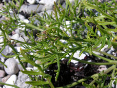 Cakile maritima baltica