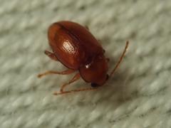 Neocrepidodera ferruginea