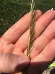 Elymus smithii