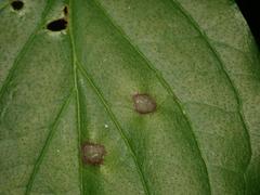 Sphaerulina cornicola