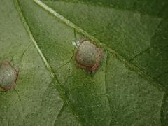 Sphaerulina cornicola