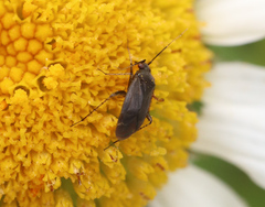 Plagiognathus arbustorum