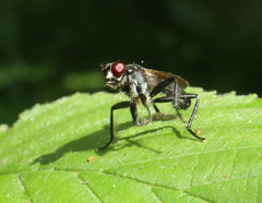 Cordilura