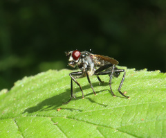 Cordilura