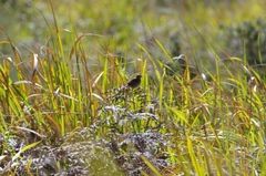 Cisticola fulvicapilla