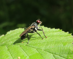 Cordilura