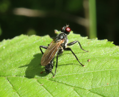 Cordilura