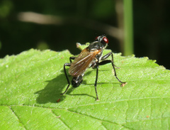 Cordilura