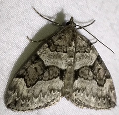 Thera contractata