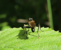 Cordilura