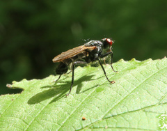 Cordilura
