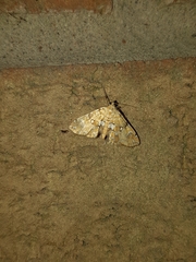 Elophila icciusalis