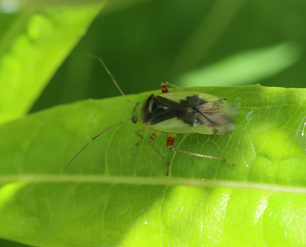 Apolygus limbatus