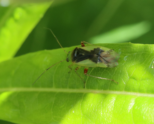 Apolygus limbatus