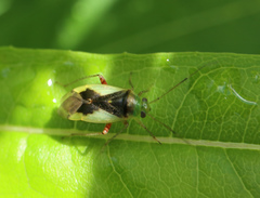 Apolygus limbatus