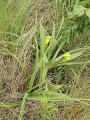 Hypoxis rigidula