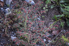 Euphorbia densiflora