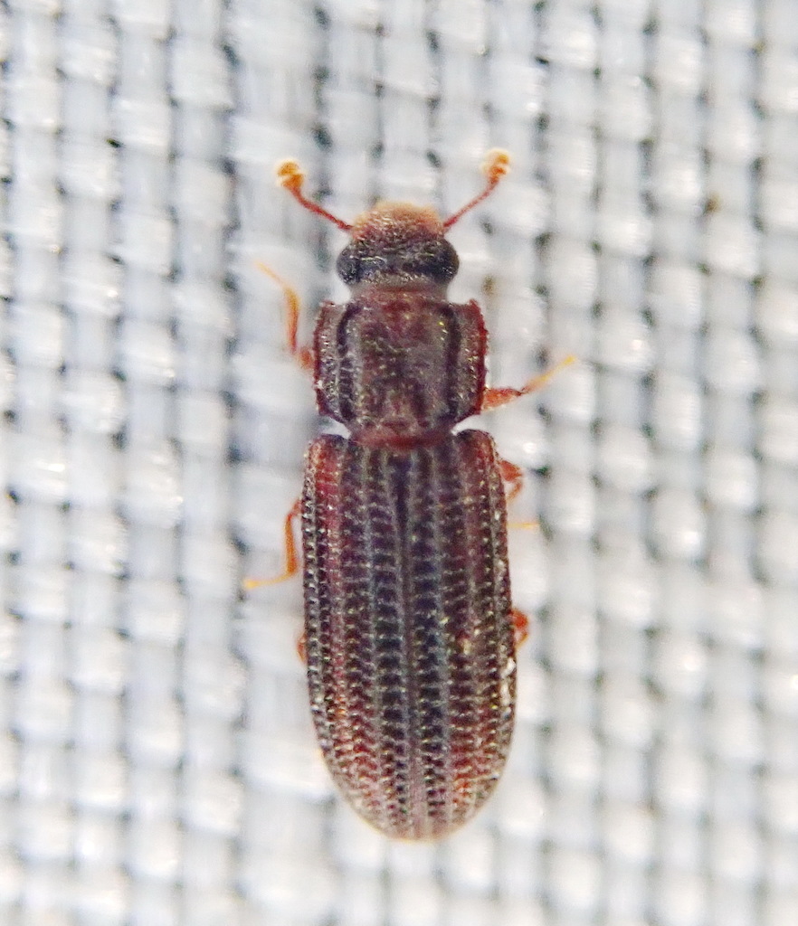 Cylindrical bark beetle