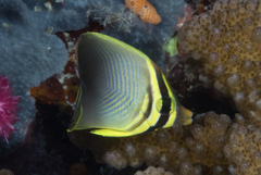 Chaetodon baronessa