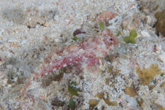 Synchiropus morrisoni