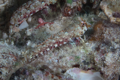 Synchiropus morrisoni