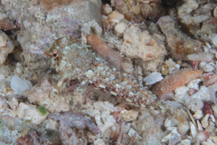 Synchiropus morrisoni