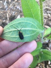 Lucidota atra