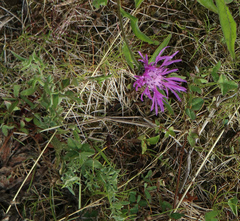 Centaurea jacea