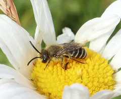 Colletes