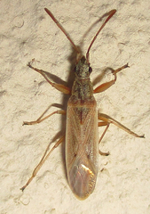 Paromius gracilis
