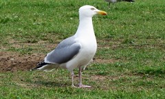 Larus argentatus