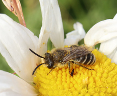 Colletes