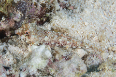 Synchiropus morrisoni