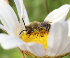 Colletes