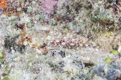 Synchiropus morrisoni