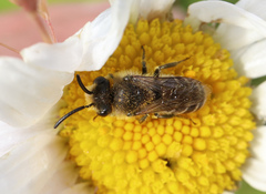 Colletes