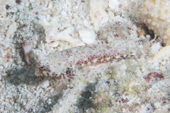 Synchiropus morrisoni