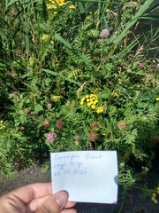 Tanacetum vulgare