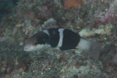 Thalassoma nigrofasciatum