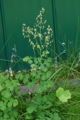 Thalictrum venulosum