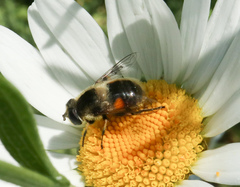 Eristalis anthophorina
