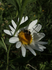 Eristalis anthophorina