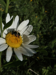 Eristalis anthophorina