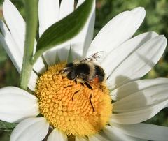 Eristalis anthophorina