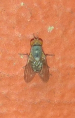 Prosopomyia pallida