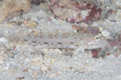 Istigobius decoratus
