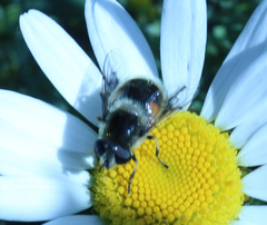 Eristalis anthophorina